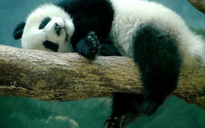 Kun vireystilan säätely ei yksin riitä tasapainoiseen elämään.